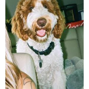 Image of Baz, Lost Dog