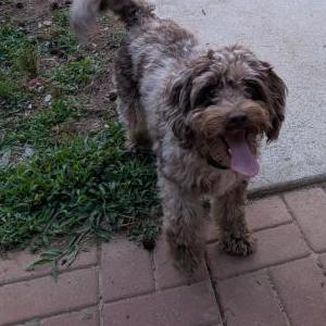 Image of Roxy, Lost Dog