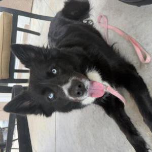 Image of Unknown, Found Dog