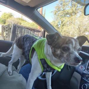 Image of Ears, Lost Dog