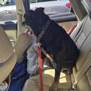 Image of ChiChi, Lost Dog