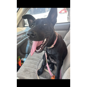 Image of Emmy, Lost Dog