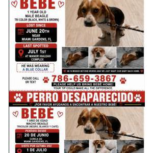 Image of BEBÉ, Lost Dog