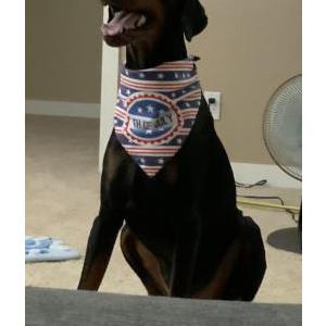 Image of Felix Otto Hill, Lost Dog