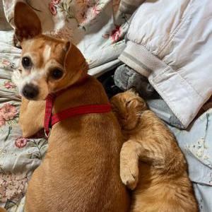Image of Littles, Lost Dog