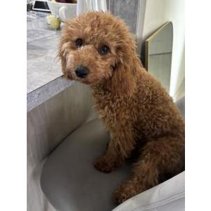 Image of Mocha, Lost Dog