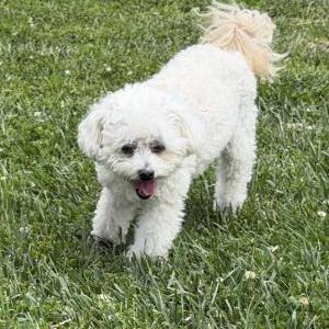 Image of Sora, Lost Dog