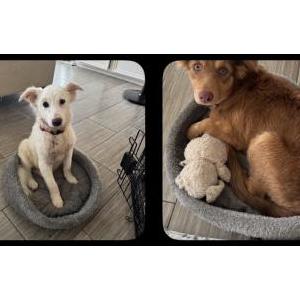 Image of Unknown, Found Dog