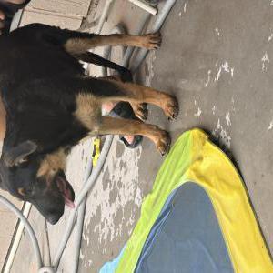 Image of Unknown, Found Dog