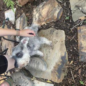Image of Unknown, Found Dog