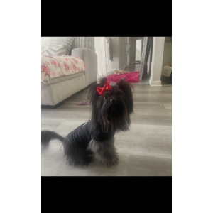 Image of Purple Reign, Lost Dog
