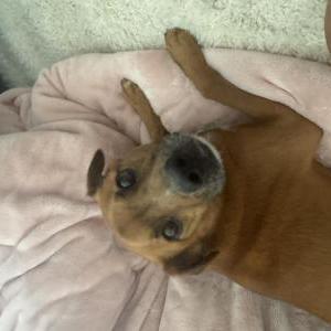 Image of Buddy, Lost Dog