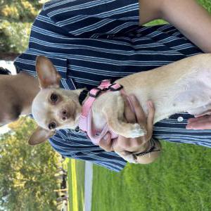 Image of Bambi, Lost Dog