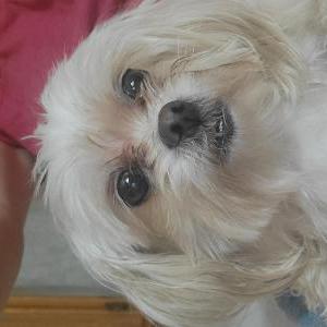 Image of Unknown, Found Dog