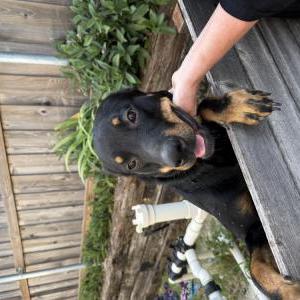 Image of Unknown, Found Dog