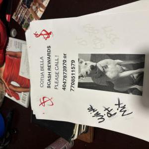 Image of Coijita bella, Lost Dog