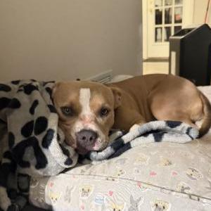 Lost 1 Zara (GA)