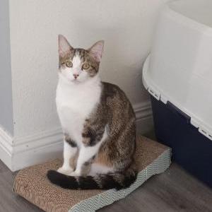 Image of Finn, Lost Cat