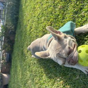 Image of Princess, Found Dog