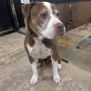 Image of Unknown, Found Dog