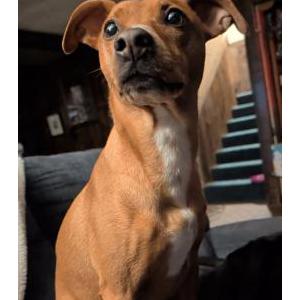 Image of Calypso, Lost Dog