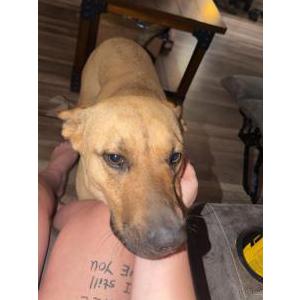 Image of Bella, Lost Dog