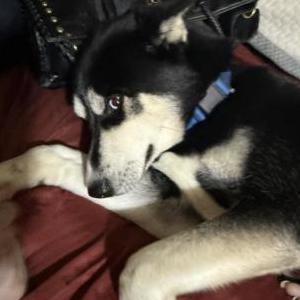 Lost 1 Killer (Pennsylvania)