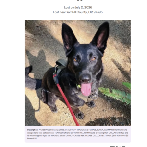 Image of Maggie, Lost Dog