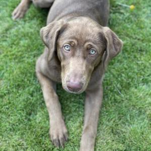 Image of Nala, Lost Dog