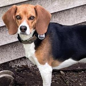 Image of Bambi, Lost Dog