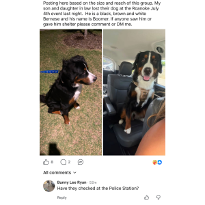 Image of Boomer, Lost Dog
