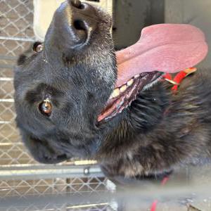 Image of Unknown, Found Dog