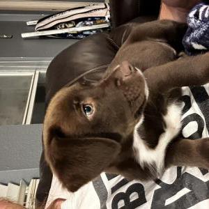 Image of Ranger, Lost Dog