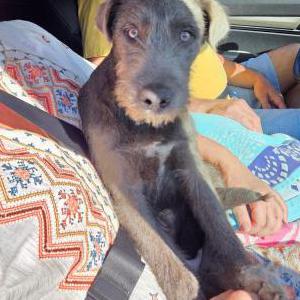 Image of Unknown, Found Dog