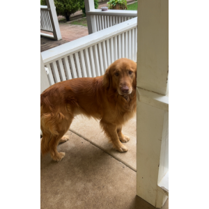 Image of Simba, Lost Dog