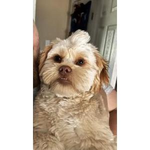 Image of Gizmo, Lost Dog
