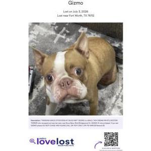 Image of Gizmo, Lost Dog