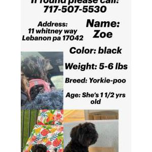 Image of Zoe, Lost Dog