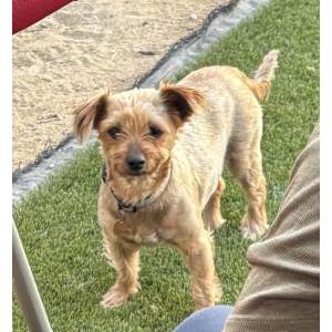 Image of Sarabi, Lost Dog