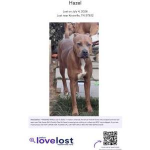 Image of Hazel, Lost Dog