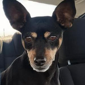 Image of Loki, Lost Dog