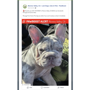 Lost 1 Cheetah (California)