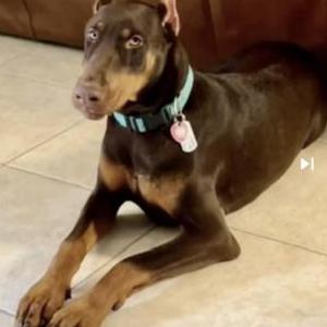 Lost Dog Tupac