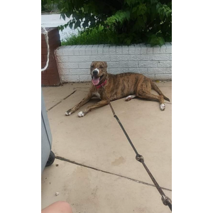 Image of Hazey, Lost Dog