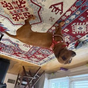 Image of Ruby, Lost Dog