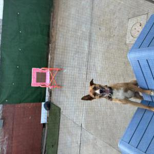 Image of Maverick, Lost Dog