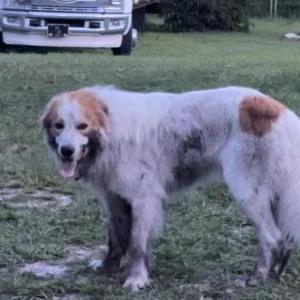 Lost 1 Gus (Florida)
