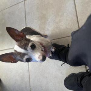 Image of Melly, Lost Dog