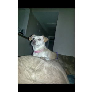 Image of Grandma, Lost Dog