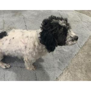 Lost 1 Bruno (TX)